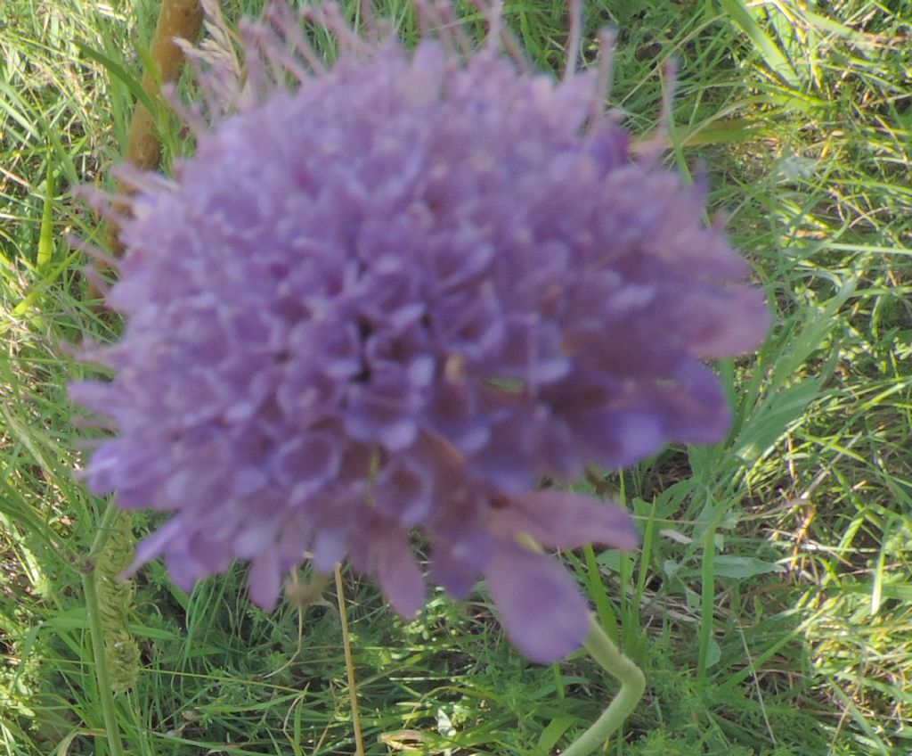 Fiore e farfalla - Knautia sp.